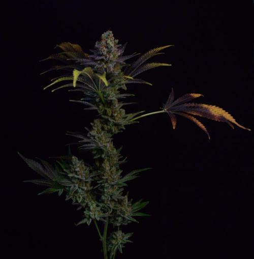 •LEMONITE • CLONES•. Week 16 - #2