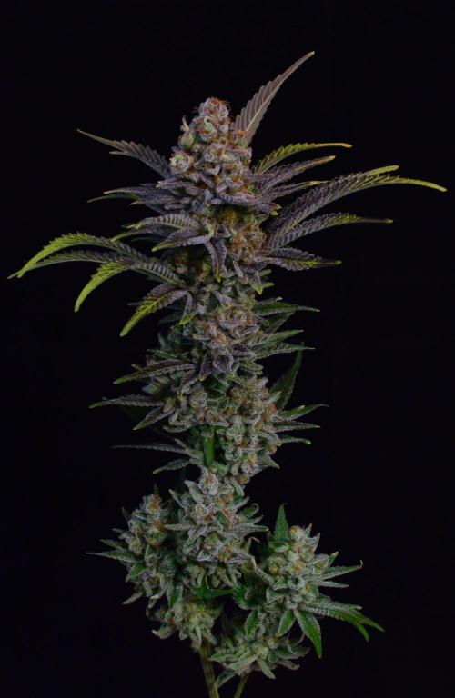 •LEMONITE • CLONES•. Week 16 - #2