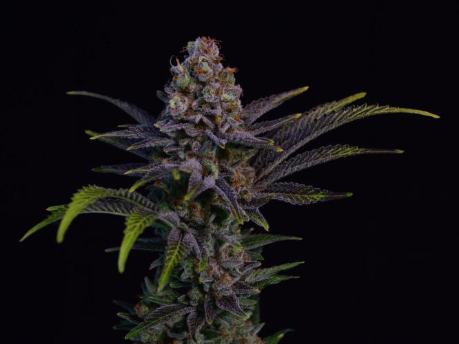 •LEMONITE • CLONES•. Week 16 - #2