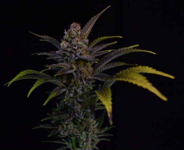 •LEMONITE • CLONES•. Week 16 - #2