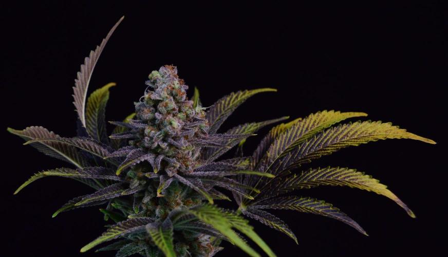 •LEMONITE • CLONES•. Week 16 - #2