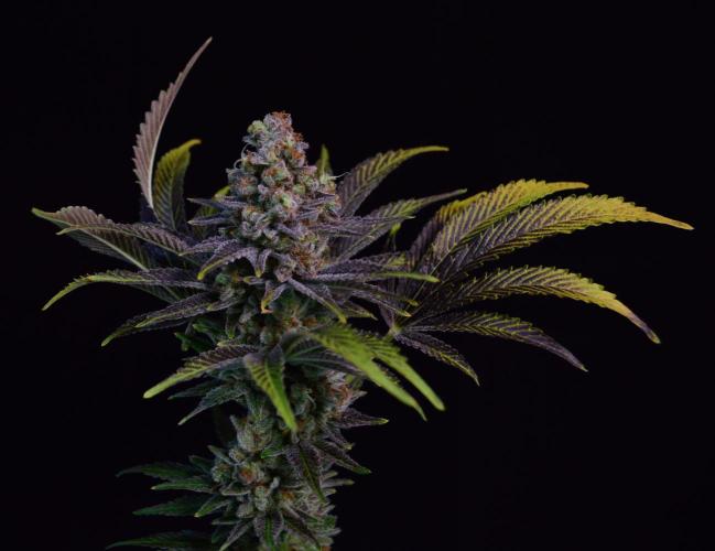 •LEMONITE • CLONES•. Week 16 - #2