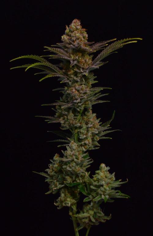 •LEMONITE • CLONES•. Week 16 - #2