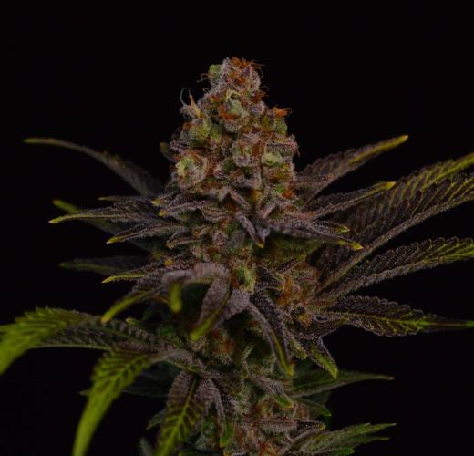 •LEMONITE • CLONES•. Week 16 - #2