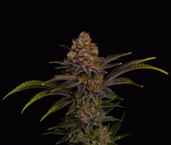 •LEMONITE • CLONES•. Week 16 - #2