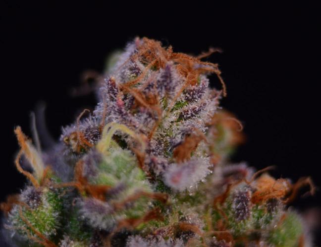 •LEMONITE • CLONES•. Week 16 - #2