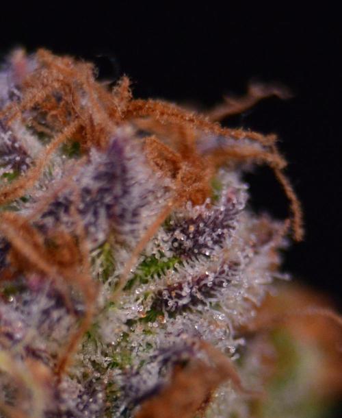 •LEMONITE • CLONES•. Week 16 - #2