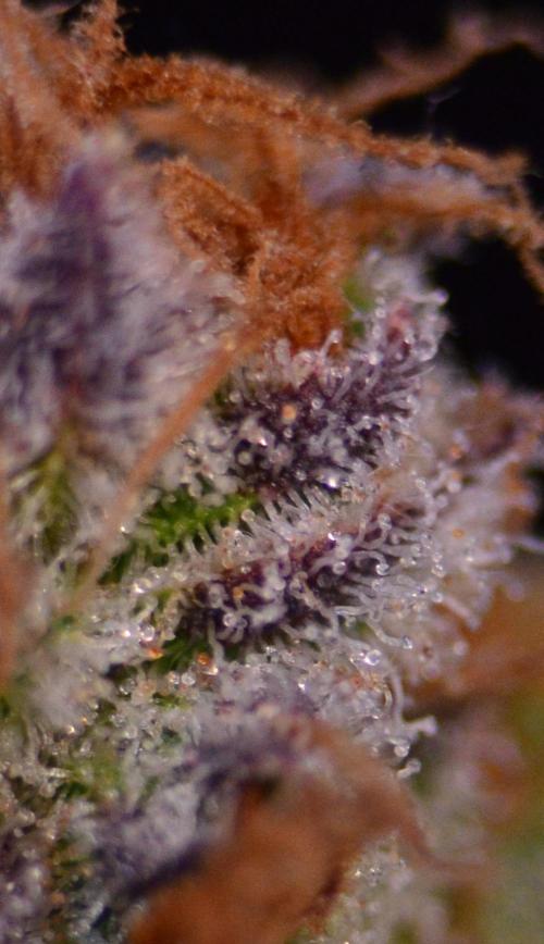 •LEMONITE • CLONES•. Week 16 - #2