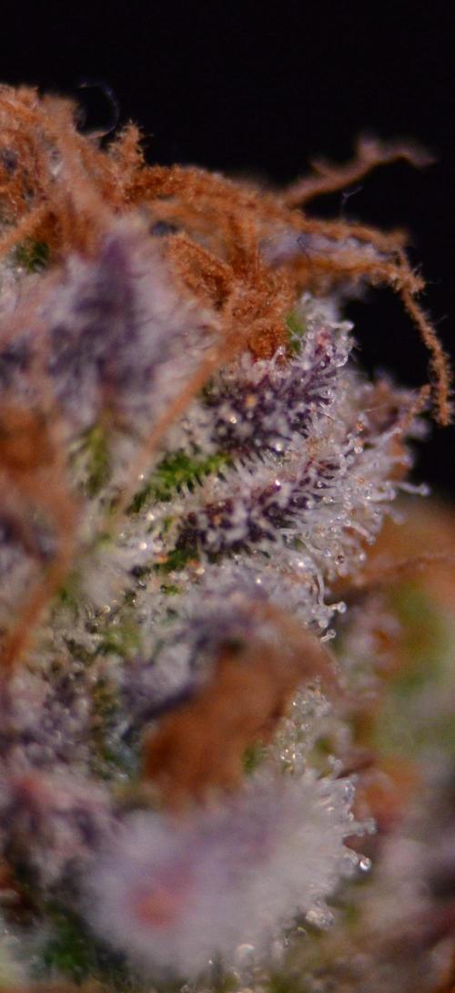 •LEMONITE • CLONES•. Week 16 - #2