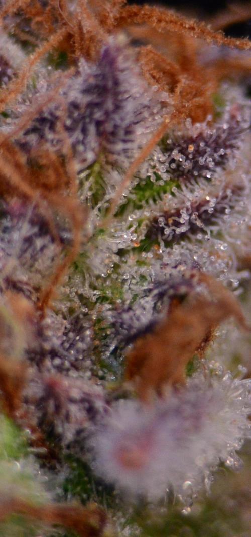 •LEMONITE • CLONES•. Week 16 - #2