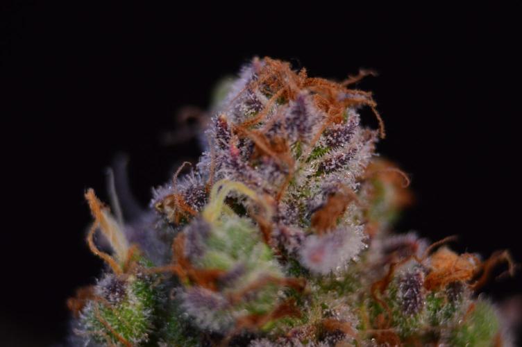 •LEMONITE • CLONES•. Week 16 - #2