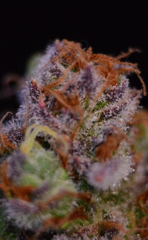 •LEMONITE • CLONES•. Week 16 - #2