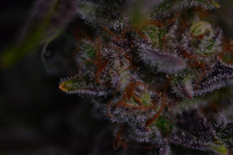 •LEMONITE • CLONES•. Week 16 - #2