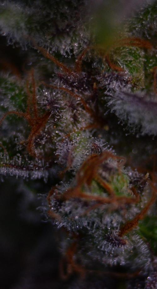 •LEMONITE • CLONES•. Week 16 - #2