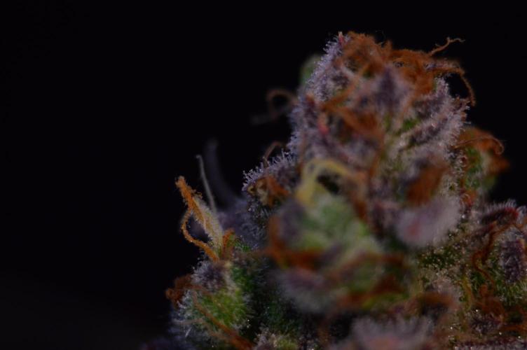 •LEMONITE • CLONES•. Week 16 - #2