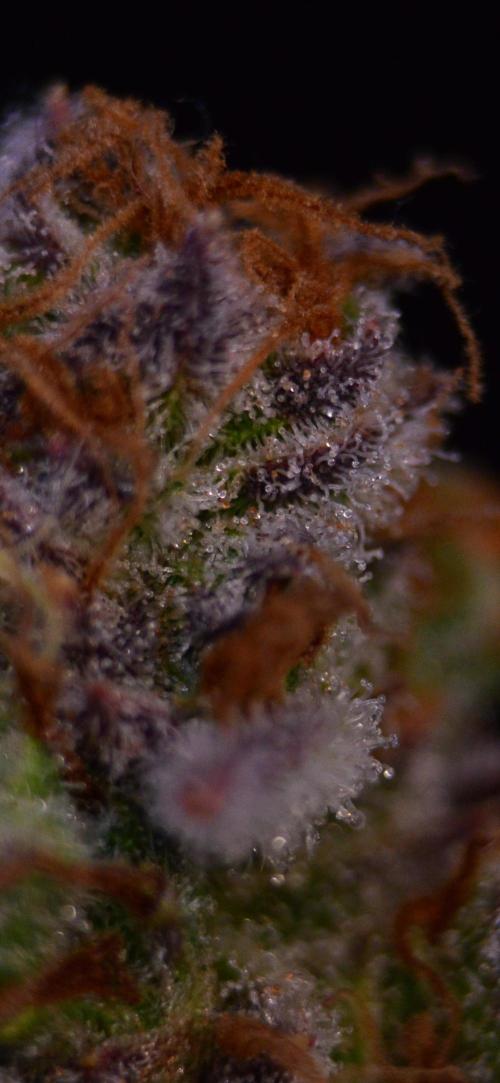 •LEMONITE • CLONES•. Week 16 - #2