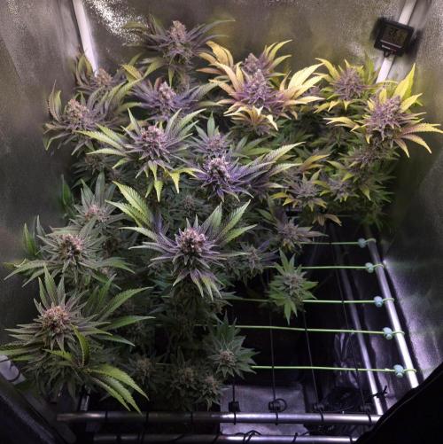 •LEMONITE • CLONES•. Week 16 - ...da waren es nur noch 3