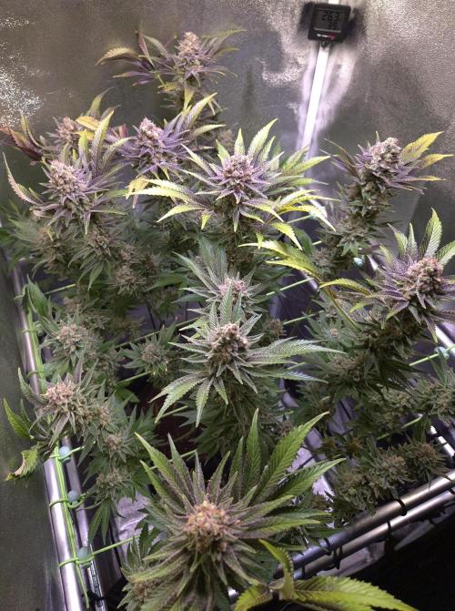 •LEMONITE • CLONES•. Week 16