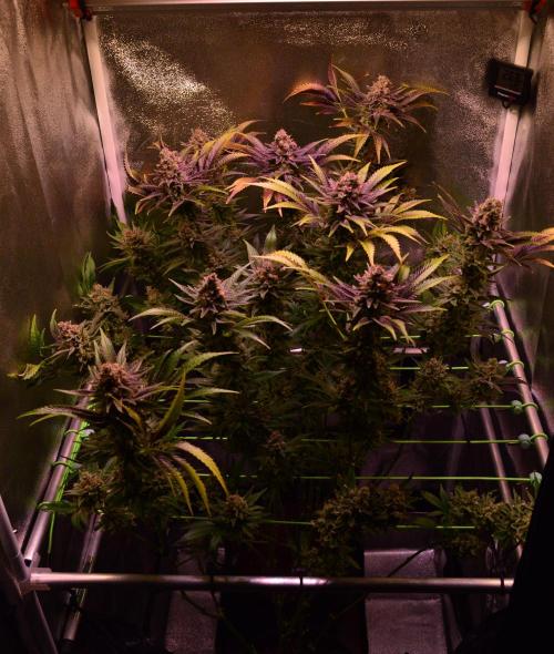 •LEMONITE • CLONES•. Week 16 - last day of the Booster-Ladies