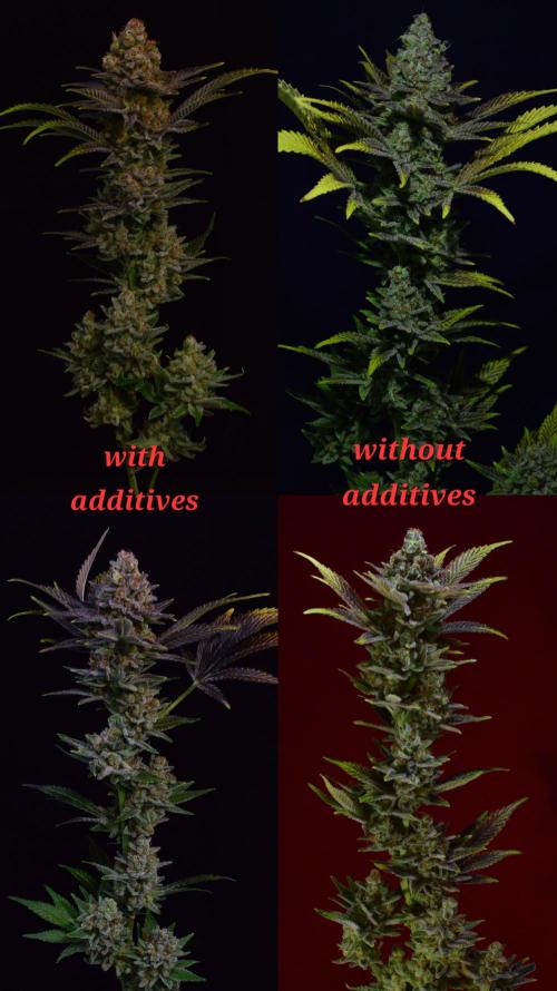 •LEMONITE • CLONES•. Week 16