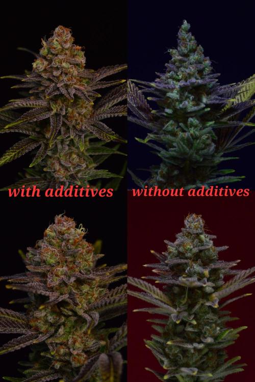 •LEMONITE • CLONES•. Week 16