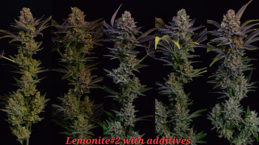 •LEMONITE • CLONES•. Week 16
