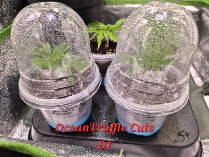 Reverse Project - Collodial Silver. Week 1