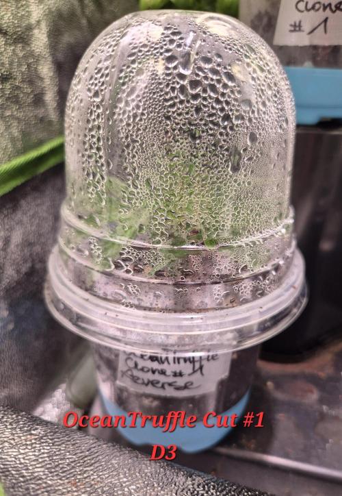 Reverse Project - Collodial Silver. Week 1