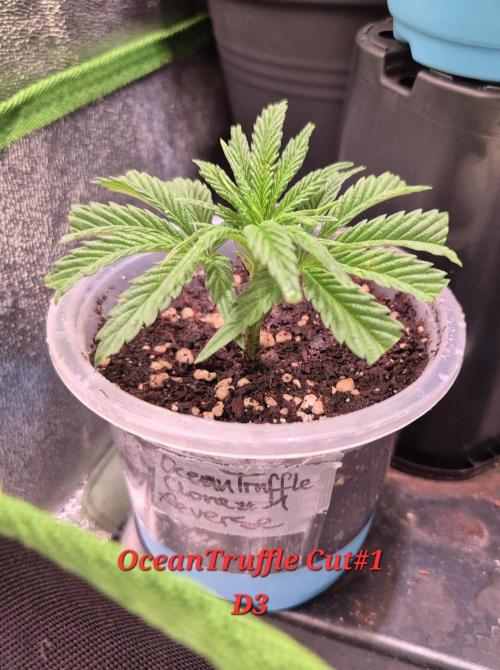 Reverse Project - Collodial Silver. Week 1 - the Cut I killed