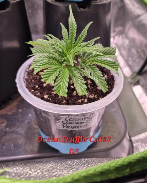 Reverse Project - Collodial Silver. Week 1