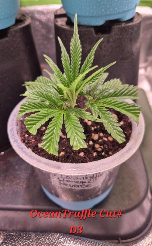 Reverse Project - Collodial Silver. Week 1