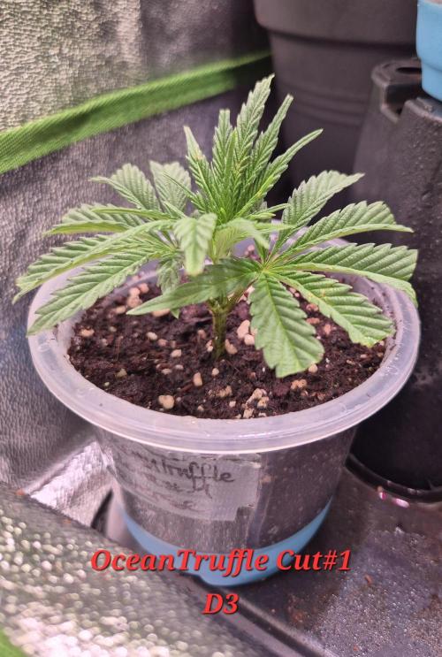 Reverse Project - Collodial Silver. Week 1 - the Cut I killed 