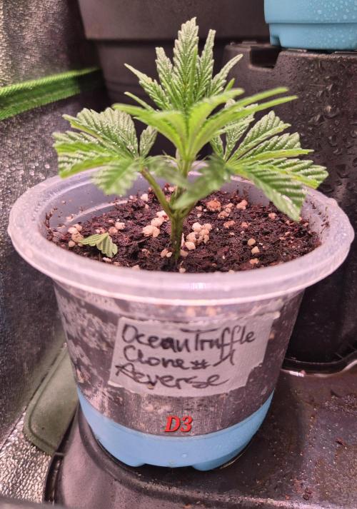 Reverse Project - Collodial Silver. Week 1