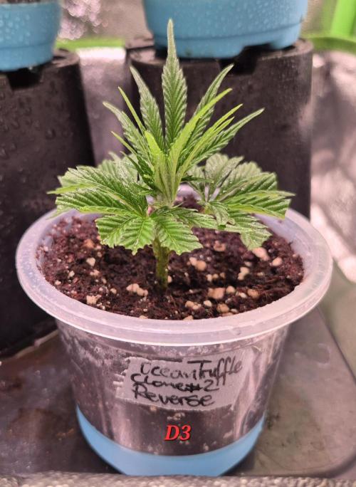 Reverse Project - Collodial Silver. Week 1 - the last hope