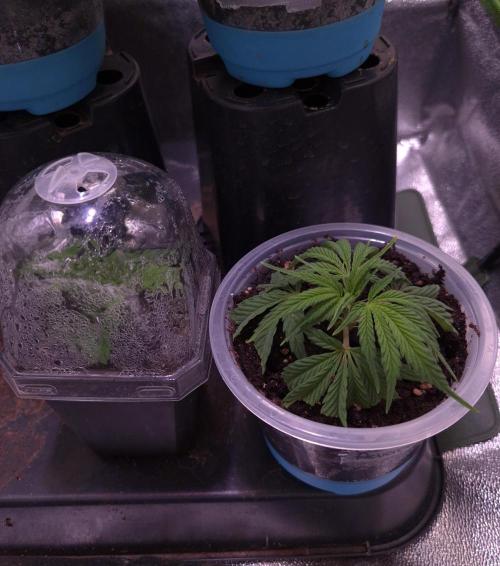 Reverse Project - Collodial Silver. Week 1