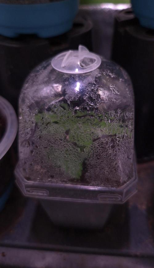 Reverse Project - Collodial Silver. Week 1