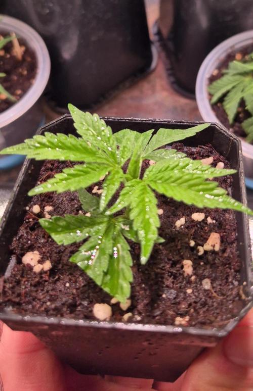 Reverse Project - Collodial Silver. Week 1 - the new hope 