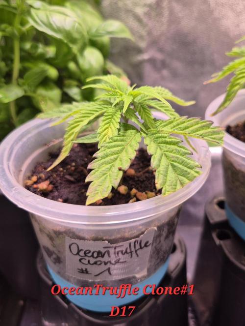 •OceanTruffle • Clones•. Week 3