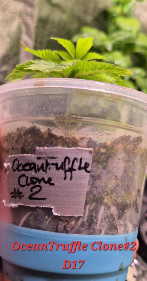 •OceanTruffle • Clones•. Week 3