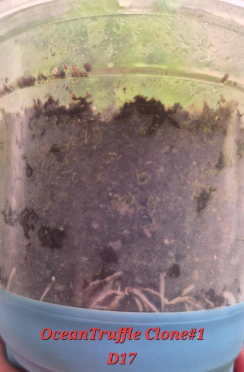 •OceanTruffle • Clones•. Week 3