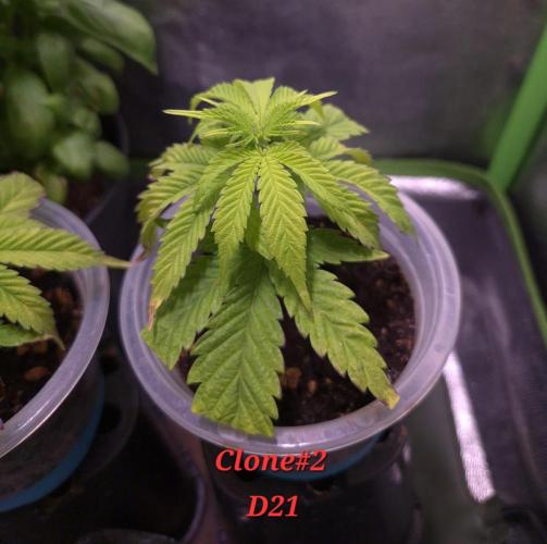 •OceanTruffle • Clones•. Week 3