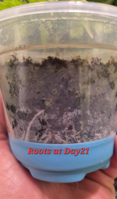 •OceanTruffle • Clones•. Week 3