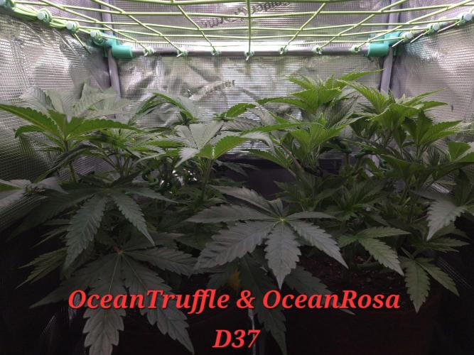 • Ocean Rosa •. Week 6