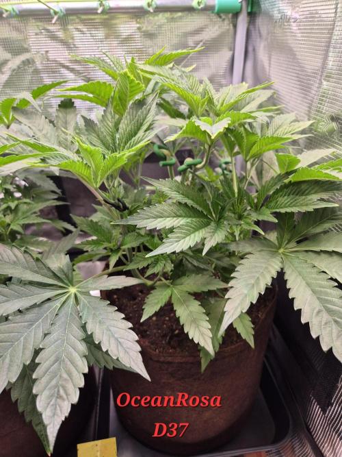 • Ocean Rosa •. Week 6