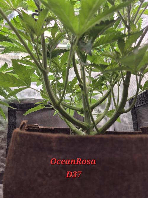 • Ocean Rosa •. Week 6