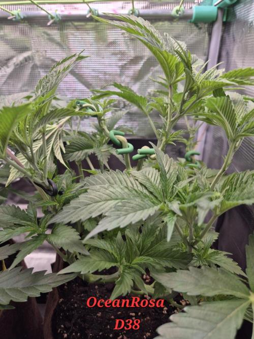 • Ocean Rosa •. Week 6