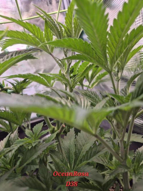 • Ocean Rosa •. Week 6