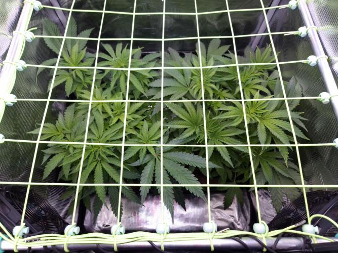 • Ocean Rosa •. Week 6 - D42