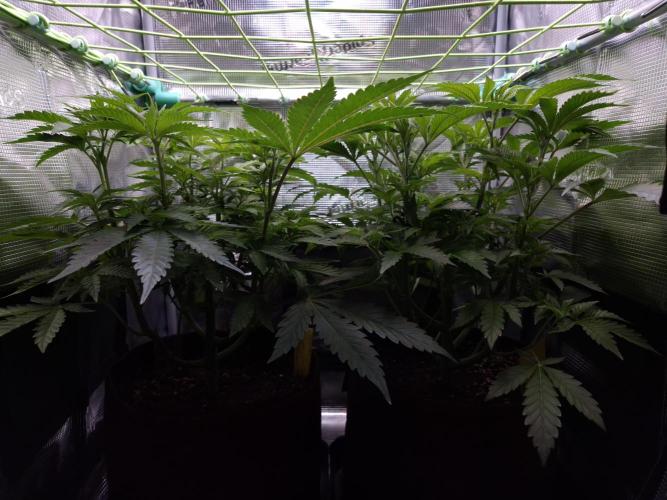 • Ocean Rosa •. Week 6 - D42