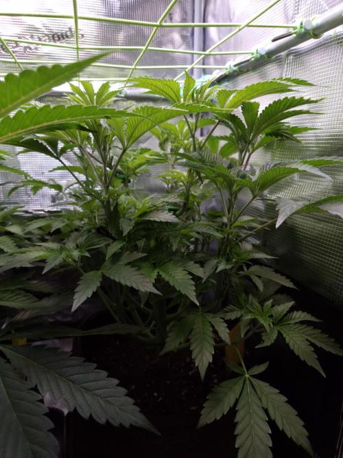 • Ocean Rosa •. Week 6 - D42